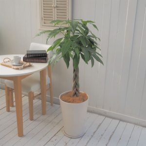 インテリア観葉 パキラ 信楽焼ポット白 水やりメーター付き