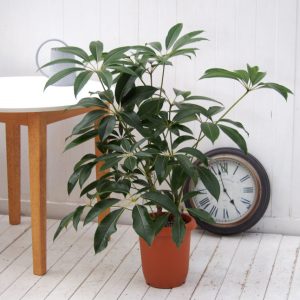 インテリアグリーン L ウェアホワイトポット ウッドスタンド付き