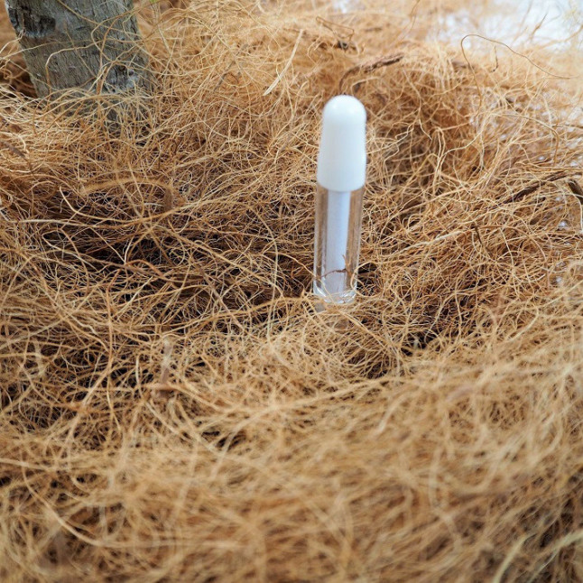 インテリア観葉 ユッカ「青年の木」信楽焼ポット白 水やりメーター付き - 画像 (2)