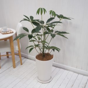 インテリア観葉 チュピタンサス　信楽焼ポット白 水やりメーター付き