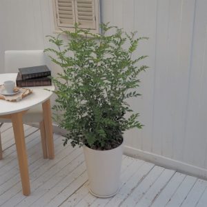 屋外グリーン シマネトリコ 信楽焼ポット白