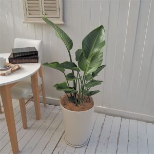 インテリア観葉 オーガスタ 信楽焼ポット白 水やりメーター付き