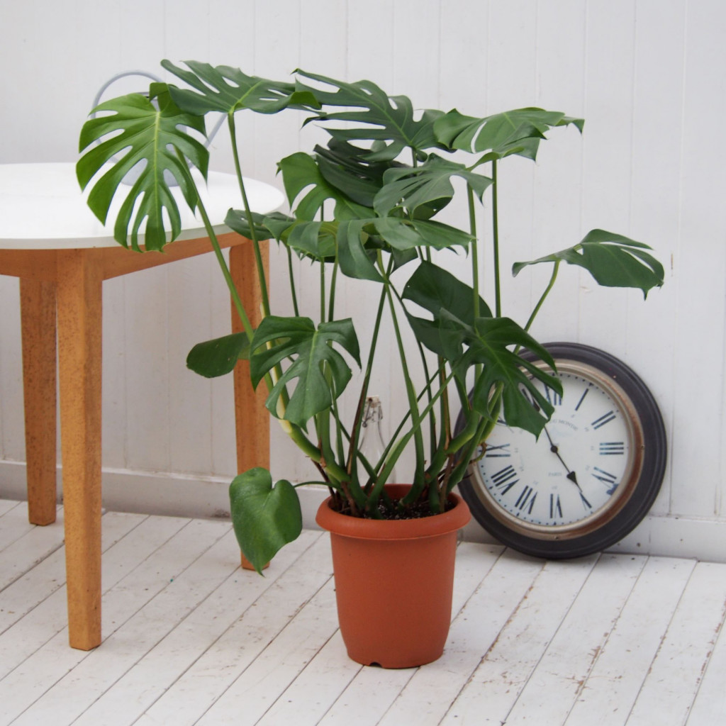 インテリアグリーン L ウェアブラックポット ウッドスタンド付き - 画像 (2)