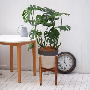 インテリアグリーン L ウェアホワイトポット ウッドスタンド付き