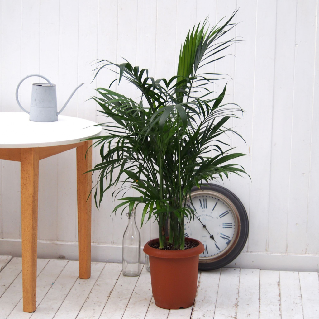 インテリアグリーン L ウェアブラックポット ウッドスタンド付き - 画像 (5)