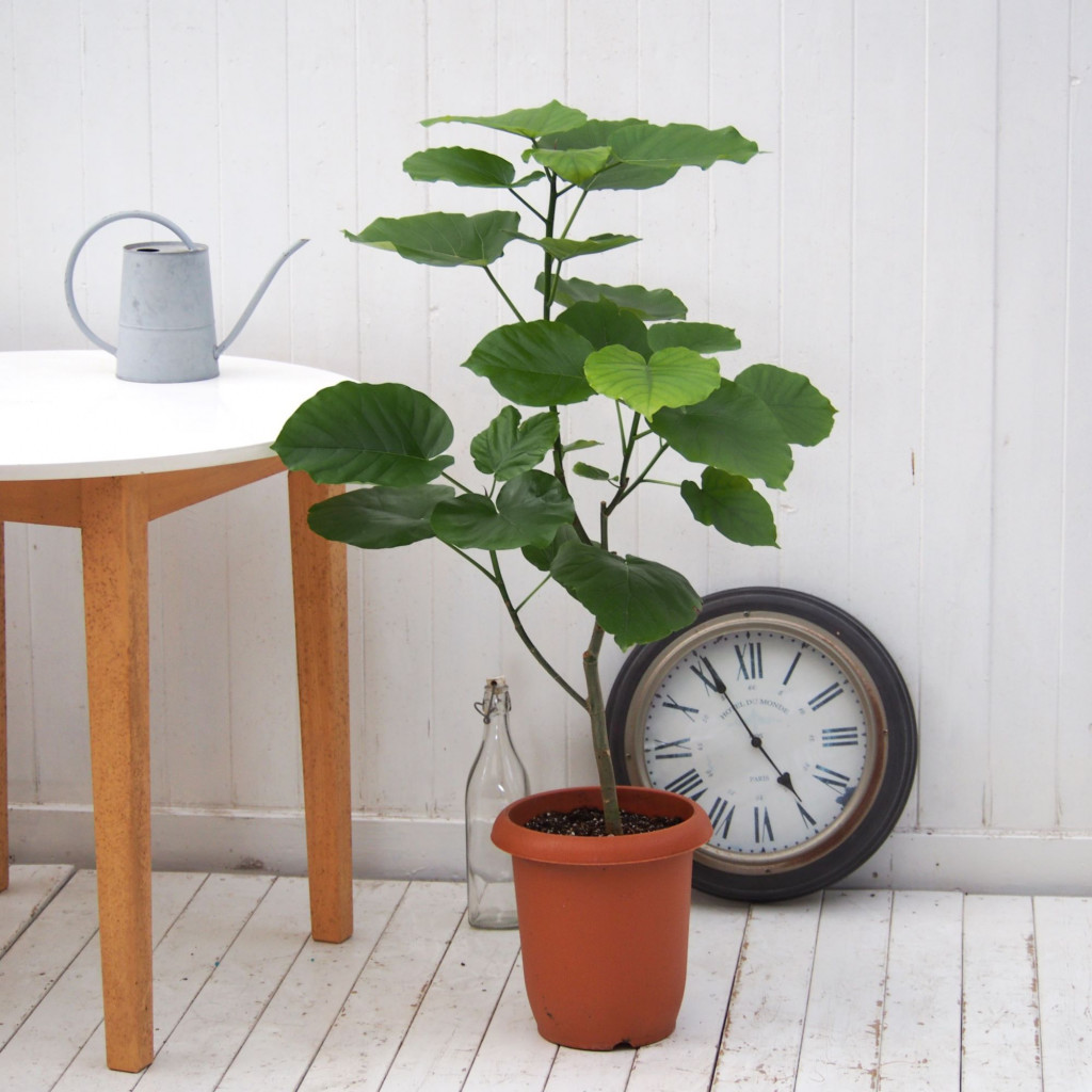 インテリアグリーン L ウェアブラックポット ウッドスタンド付き - 画像 (6)