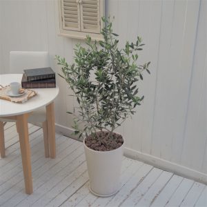 屋外グリーン オリーブ 信楽焼ポット白