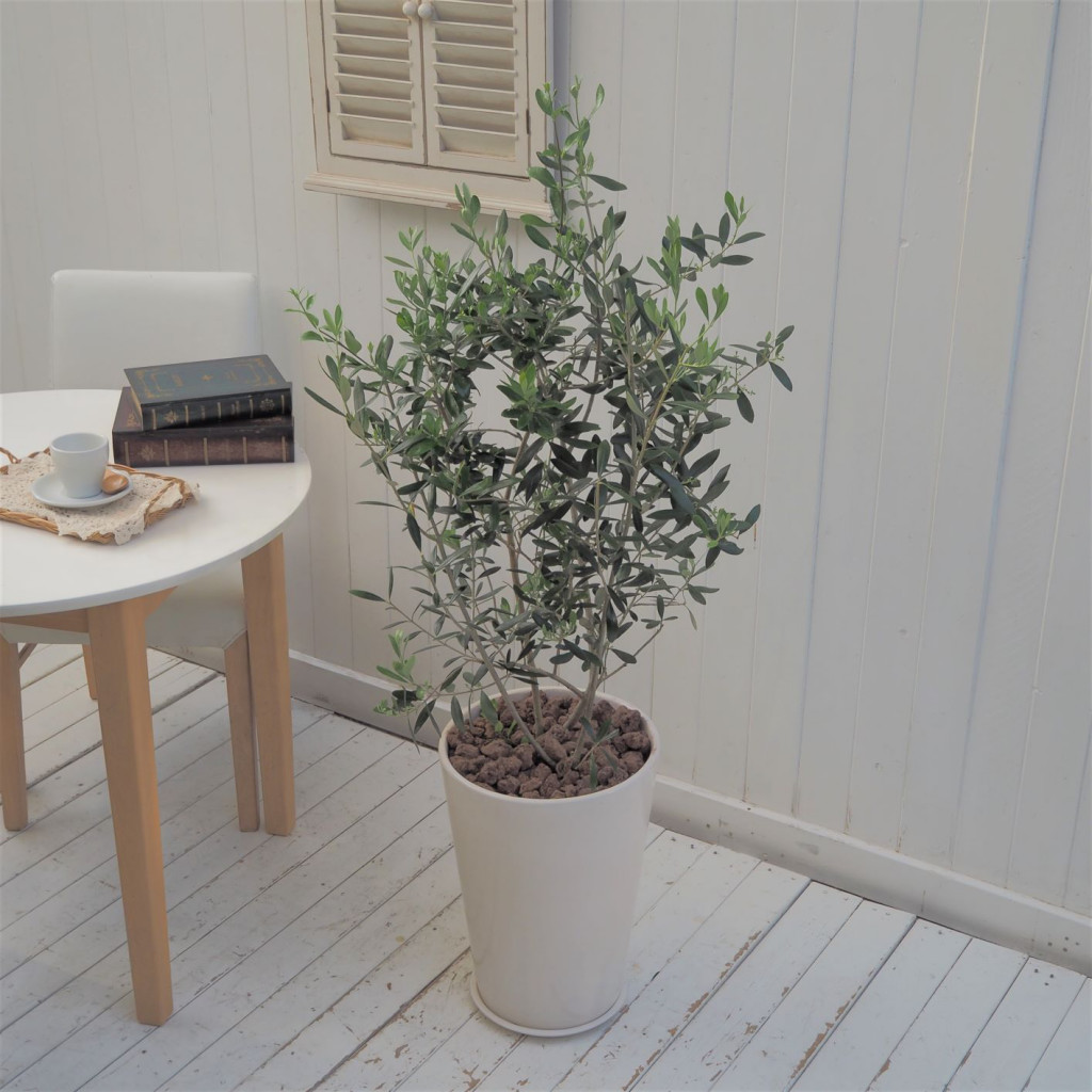 屋外グリーン オリーブ 信楽焼ポット白