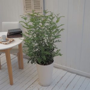 屋外グリーン シマネトリコ 信楽焼ポット白