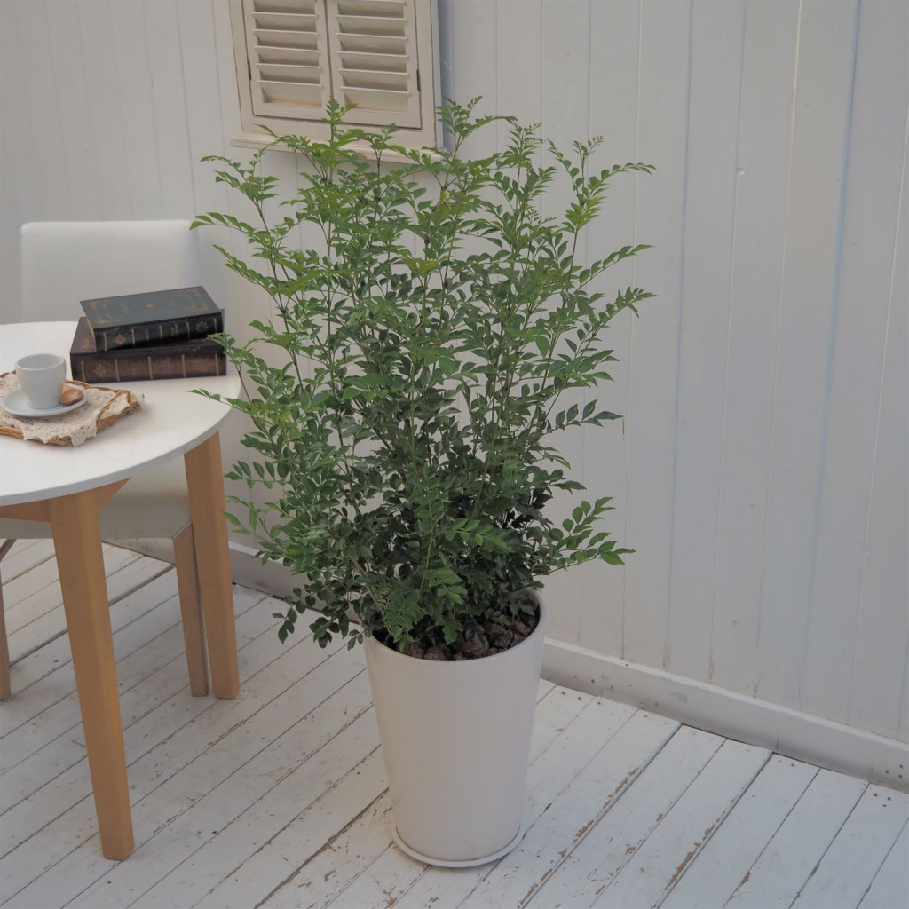 屋外グリーン シマネトリコ 信楽焼ポット白