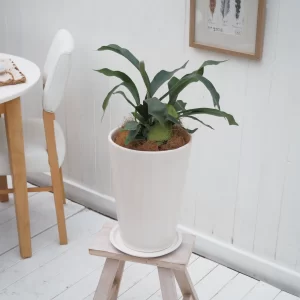 インテリア観葉 コウモリラン 信楽焼ポット白 水やりメーター付き