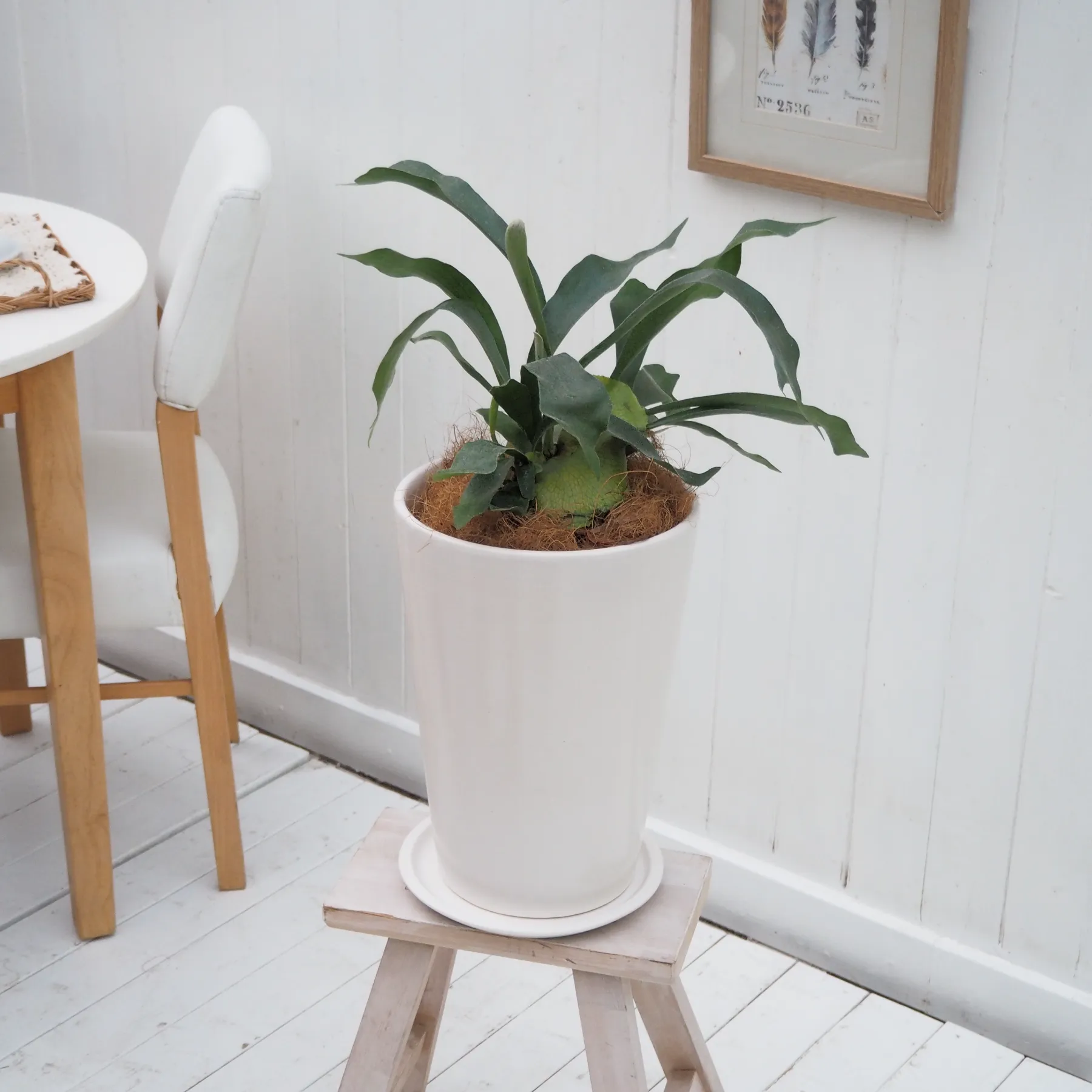 インテリア観葉 コウモリラン 信楽焼ポット白 水やりメーター付き