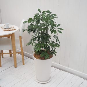 インテリア観葉 シェフレラ　信楽焼ポット白 水やりメーター付き