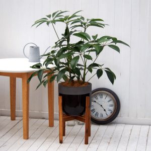 インテリアグリーン L ウェアブラックポット ウッドスタンド付き