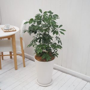 インテリア観葉 シェフレラ　信楽焼ポット白 水やりメーター付き