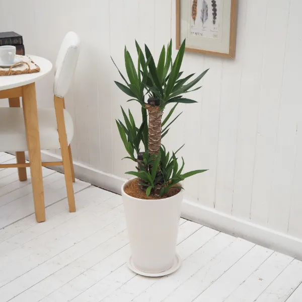 インテリア観葉 ユッカ「青年の木」信楽焼ポット白 水やりメーター付き