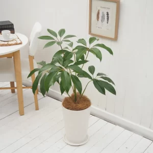 インテリア観葉 チュピタンサス 信楽焼ポット白 水やりメーター付き