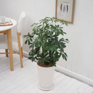 インテリア観葉 シェフレラ 信楽焼ポット白 水やりメーター付き