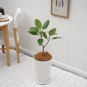 インテリア観葉 アルテシーマゴム 信楽焼ポット白 水やりメーター付き