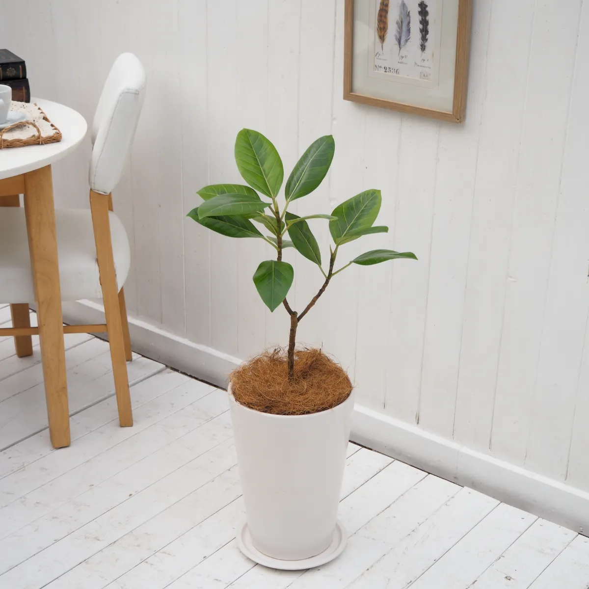 インテリア観葉 アルテシーマゴム 信楽焼ポット白 水やりメーター付き