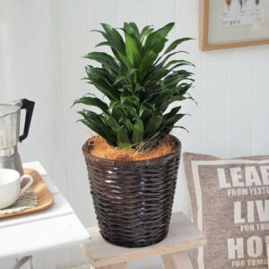 観葉植物「ドラセナコンパクタ」バスケット