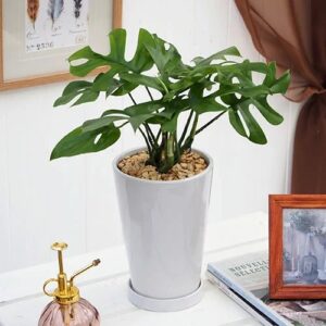 観葉植物「ヒメモンステラ」ホワイトポット