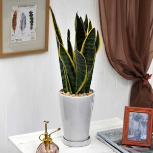 観葉植物「サンスベリア」ホワイトポット
