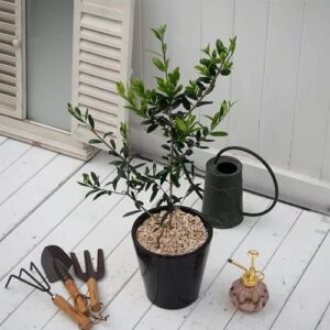 観賞樹「オリーブ2本植えモダンポット」