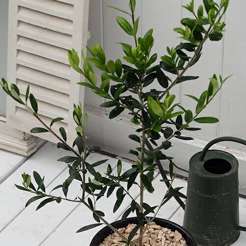 観賞樹「オリーブ2本植えモダンポット」 - 画像 (2)