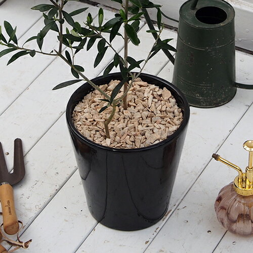 観賞樹「オリーブ2本植えモダンポット」 - 画像 (3)