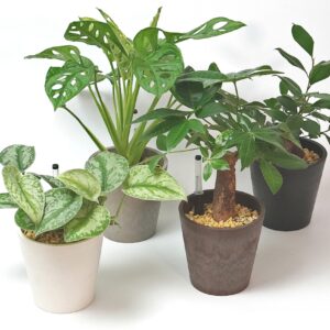 ウッディグリーン4号